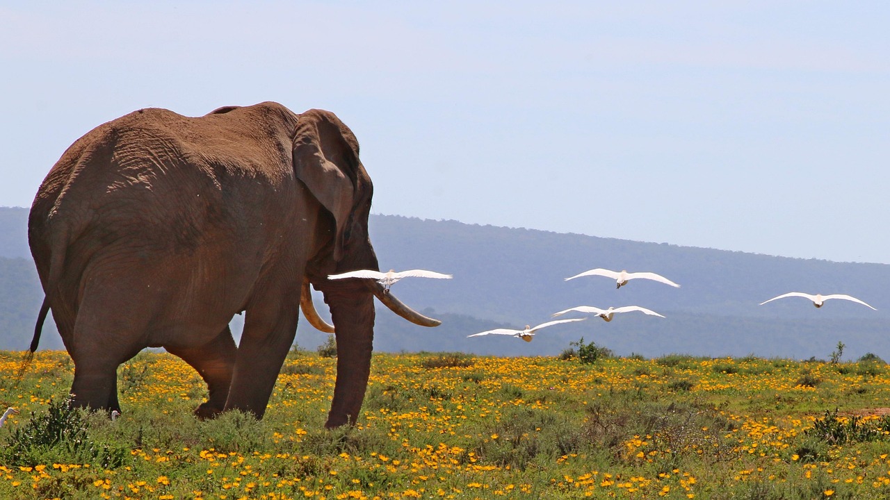 Arusha day trip safari