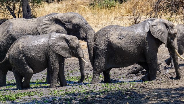 Rainy Season - When to Go on Safari