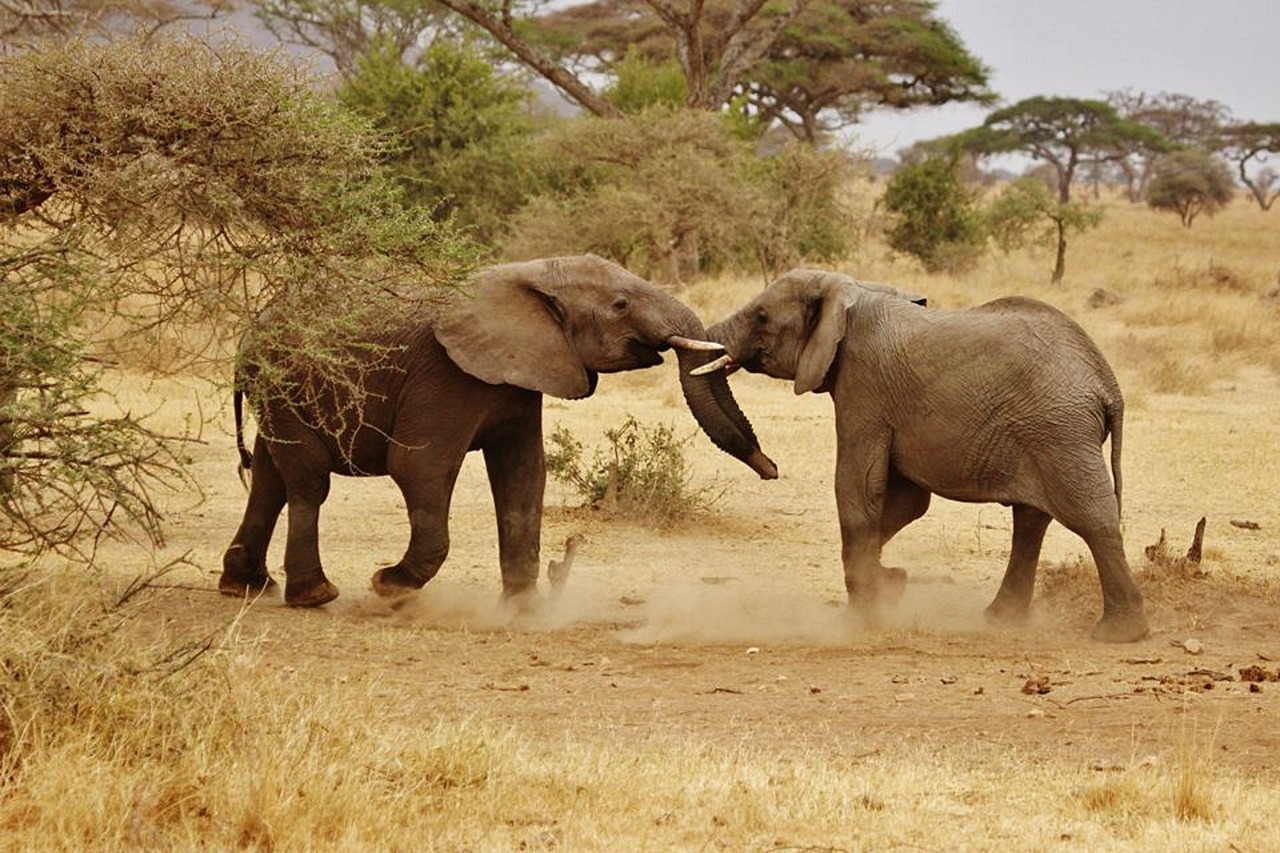 Tanzania private day safari