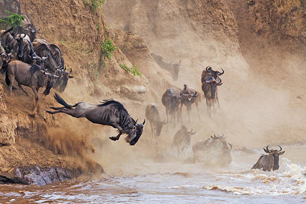 Safari In Tanzania