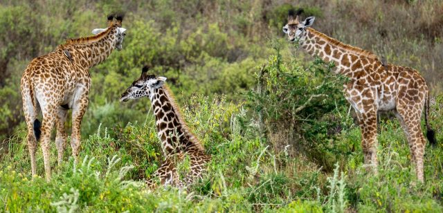 Safari from Arusha, Tanzania Safari in July