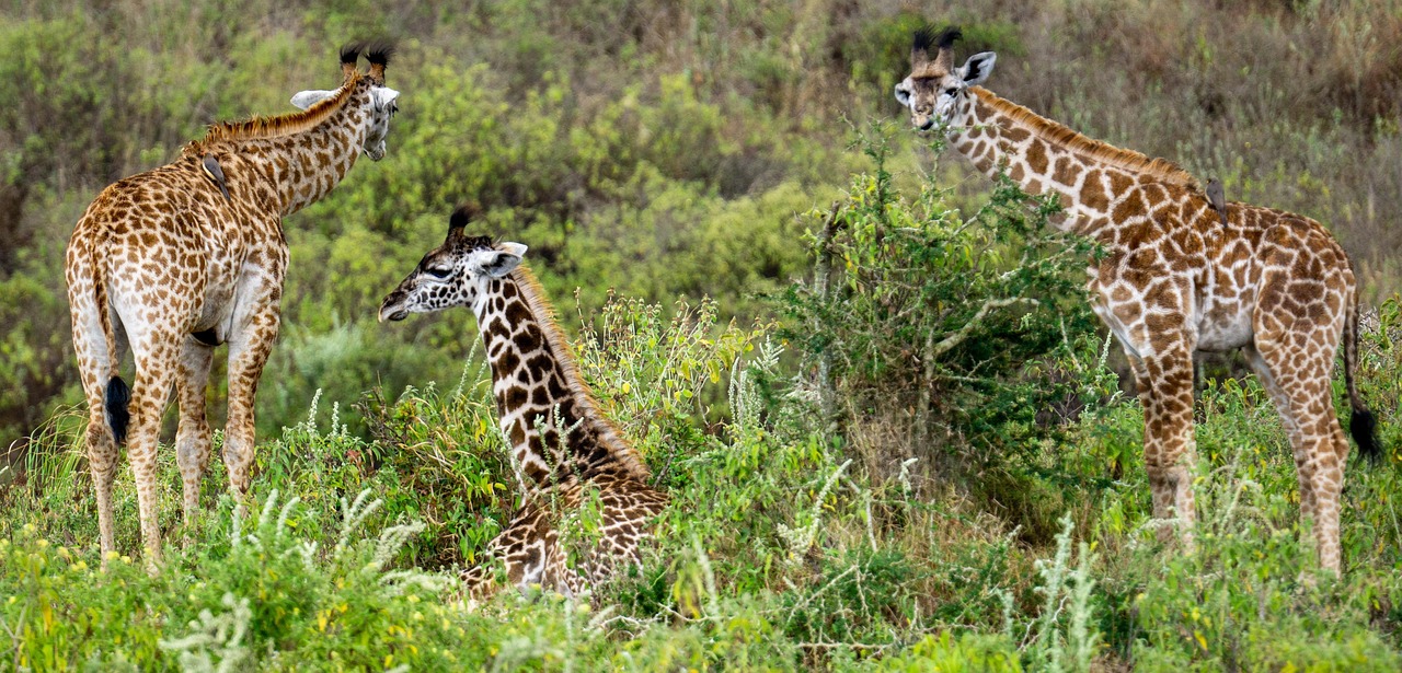 2 day Tanzania safari