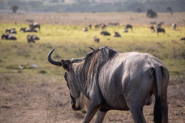 Great Migration Safari, Safari from Arusha