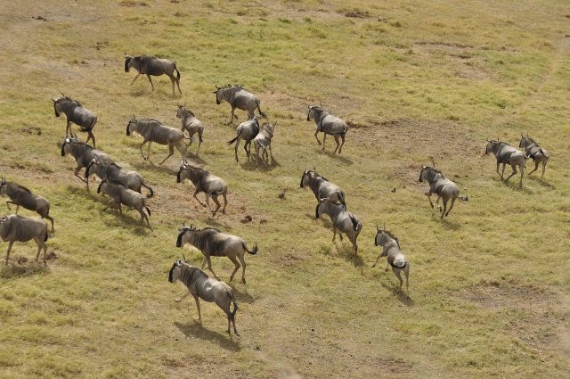 Rainy Season, Great Migration Safari