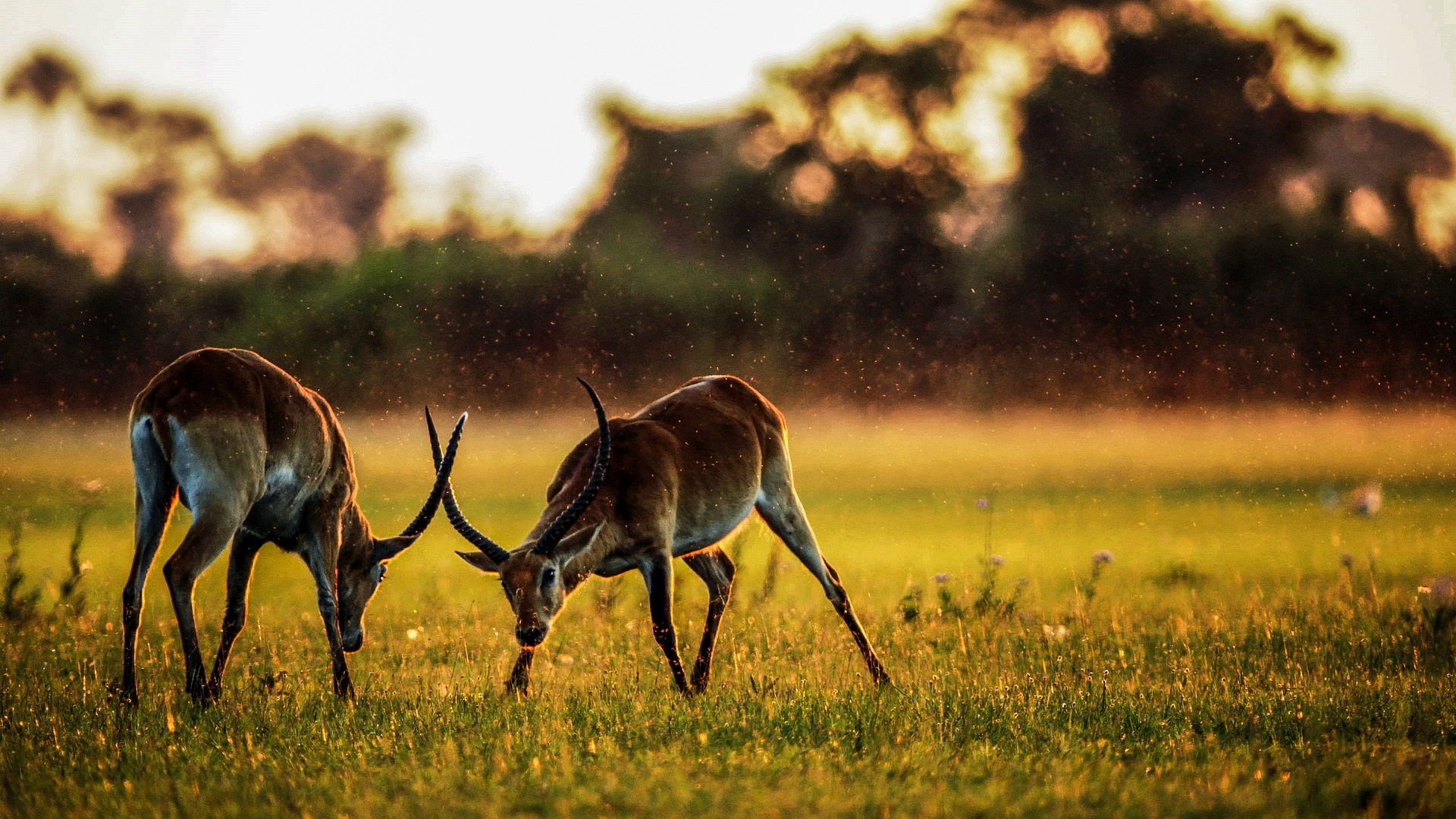 Tanzania safari travel 4 days