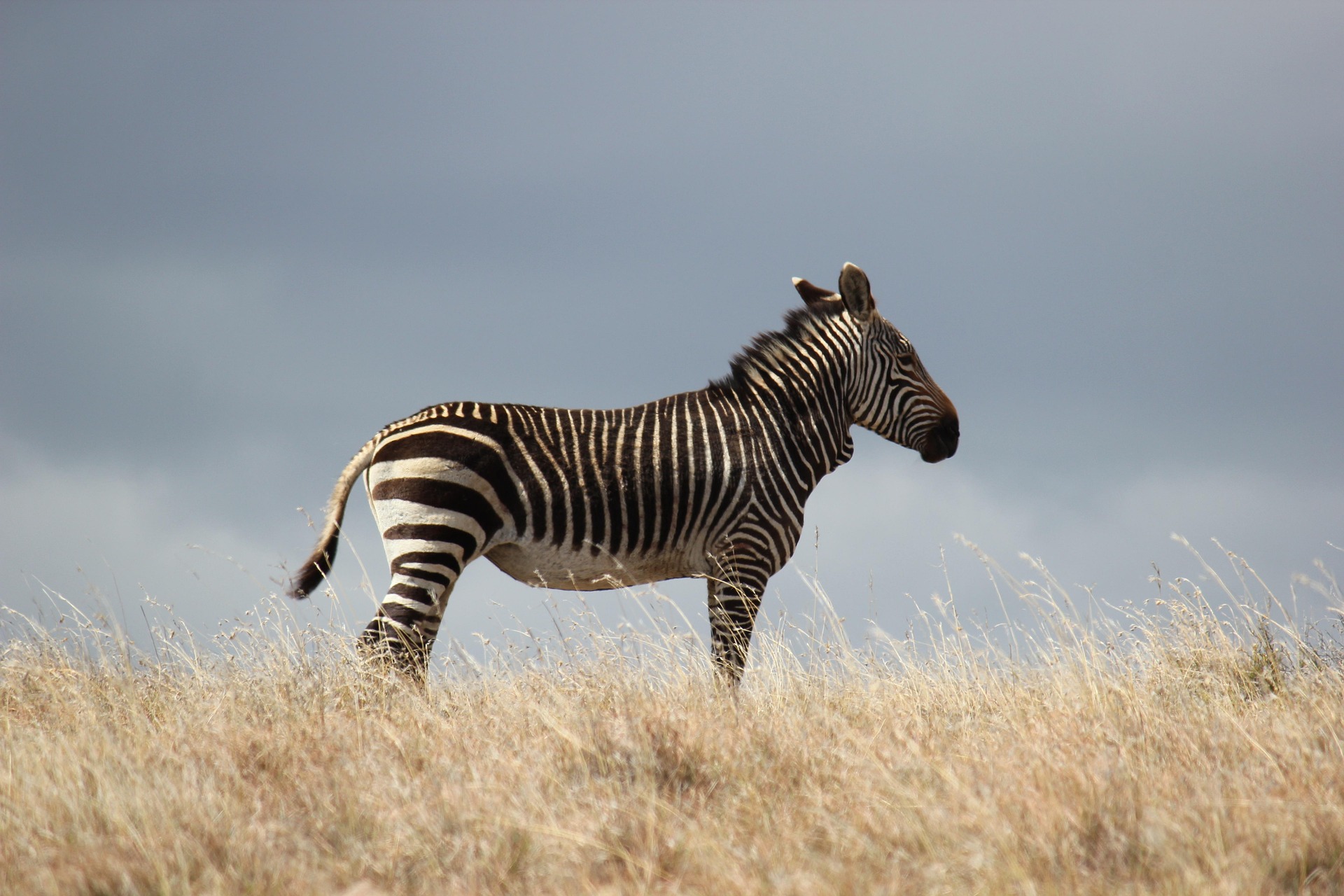 cheap 4 days safari Tanzania