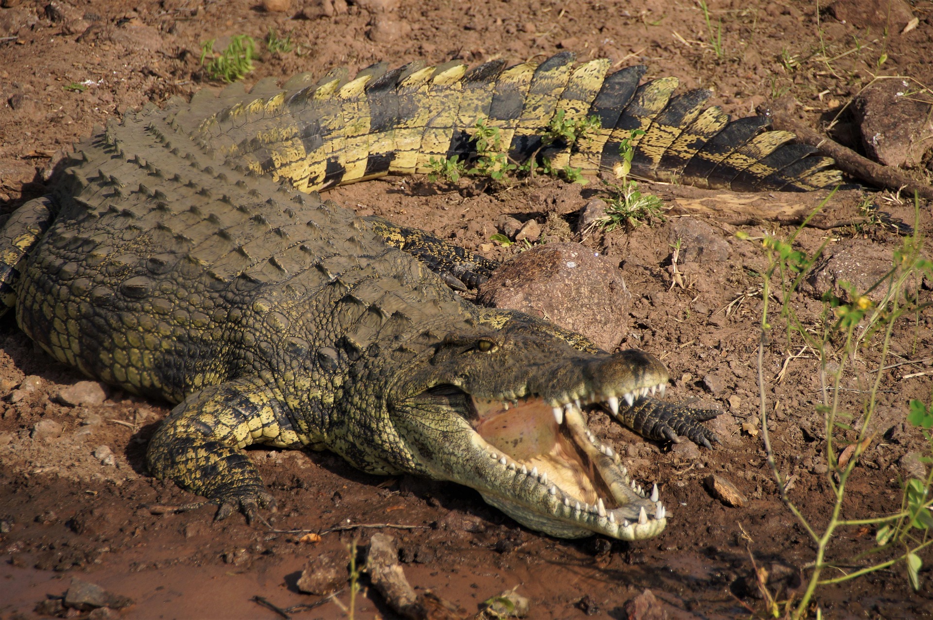 5 days safari deals