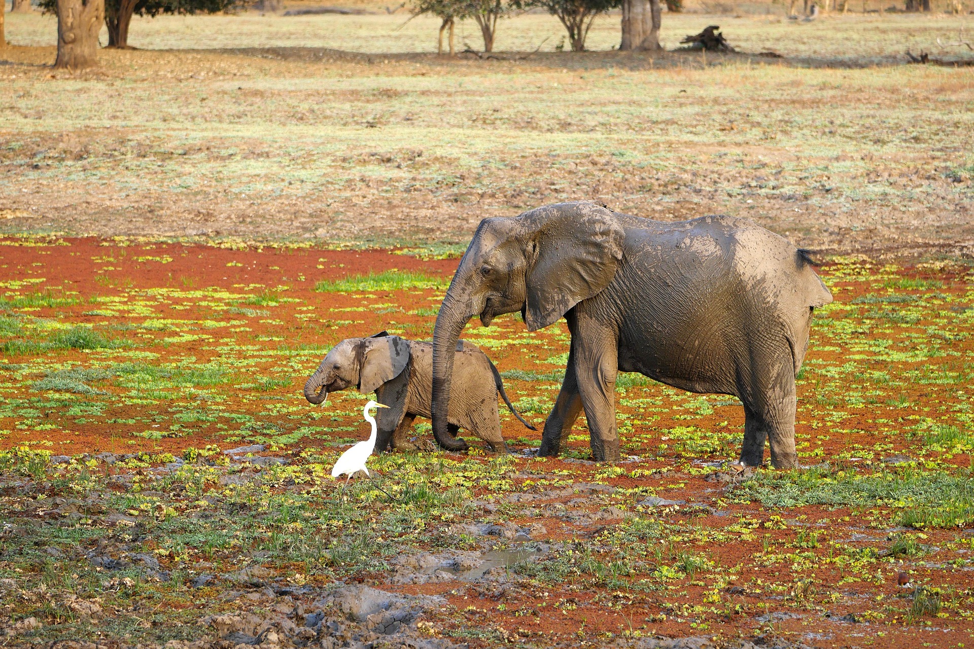 2 days safari for families