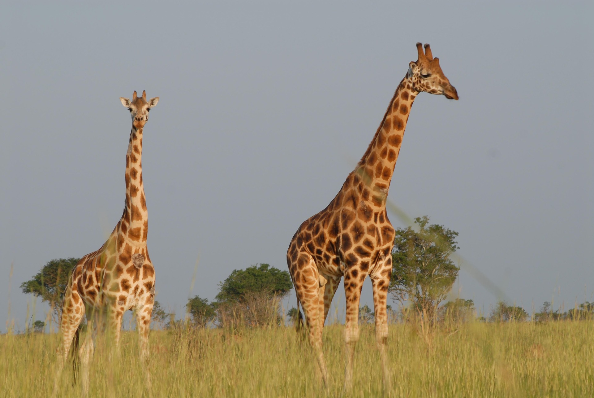 Tanzania safari 6 days