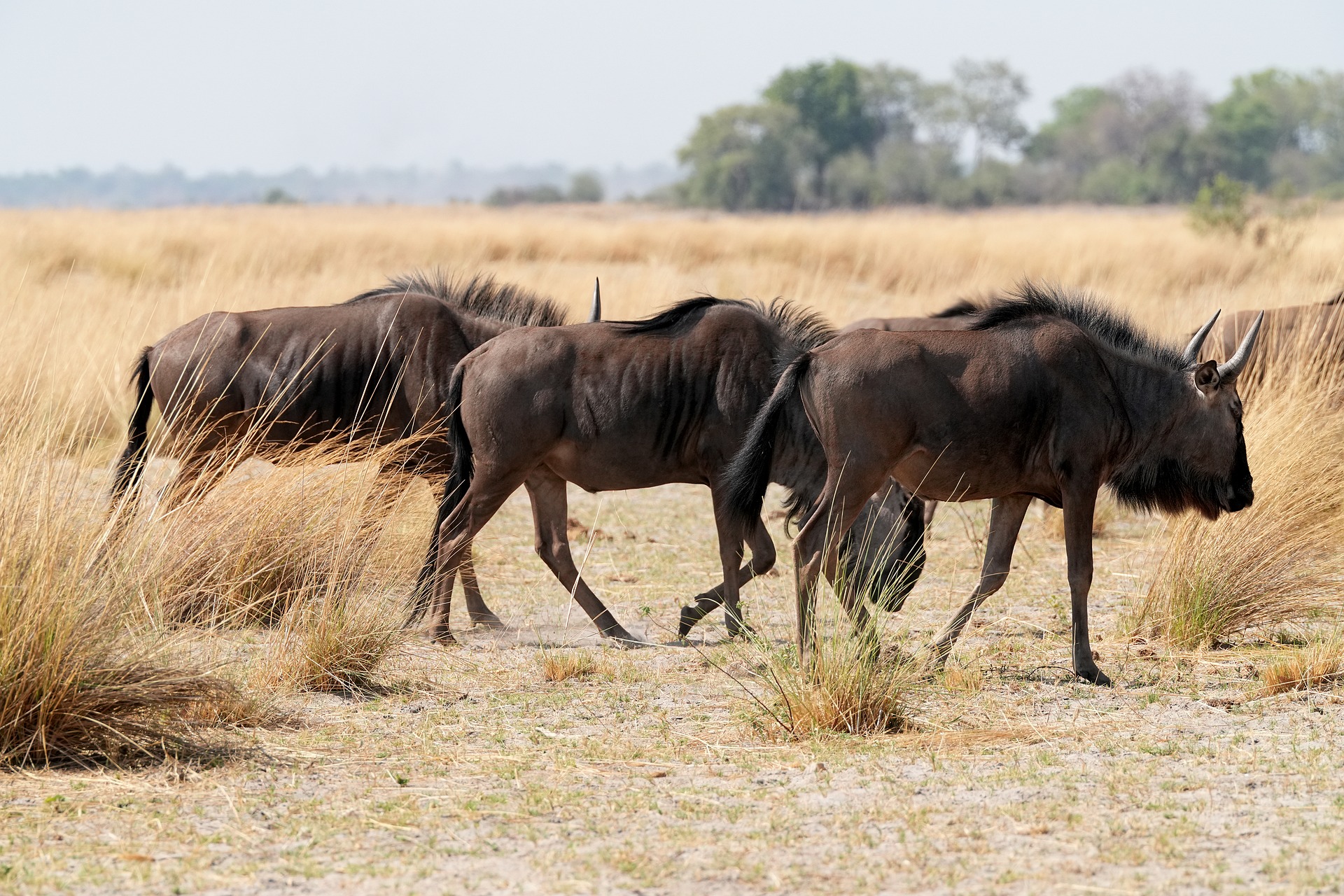 Tarangire Serengeti Ngorongoro 6 days