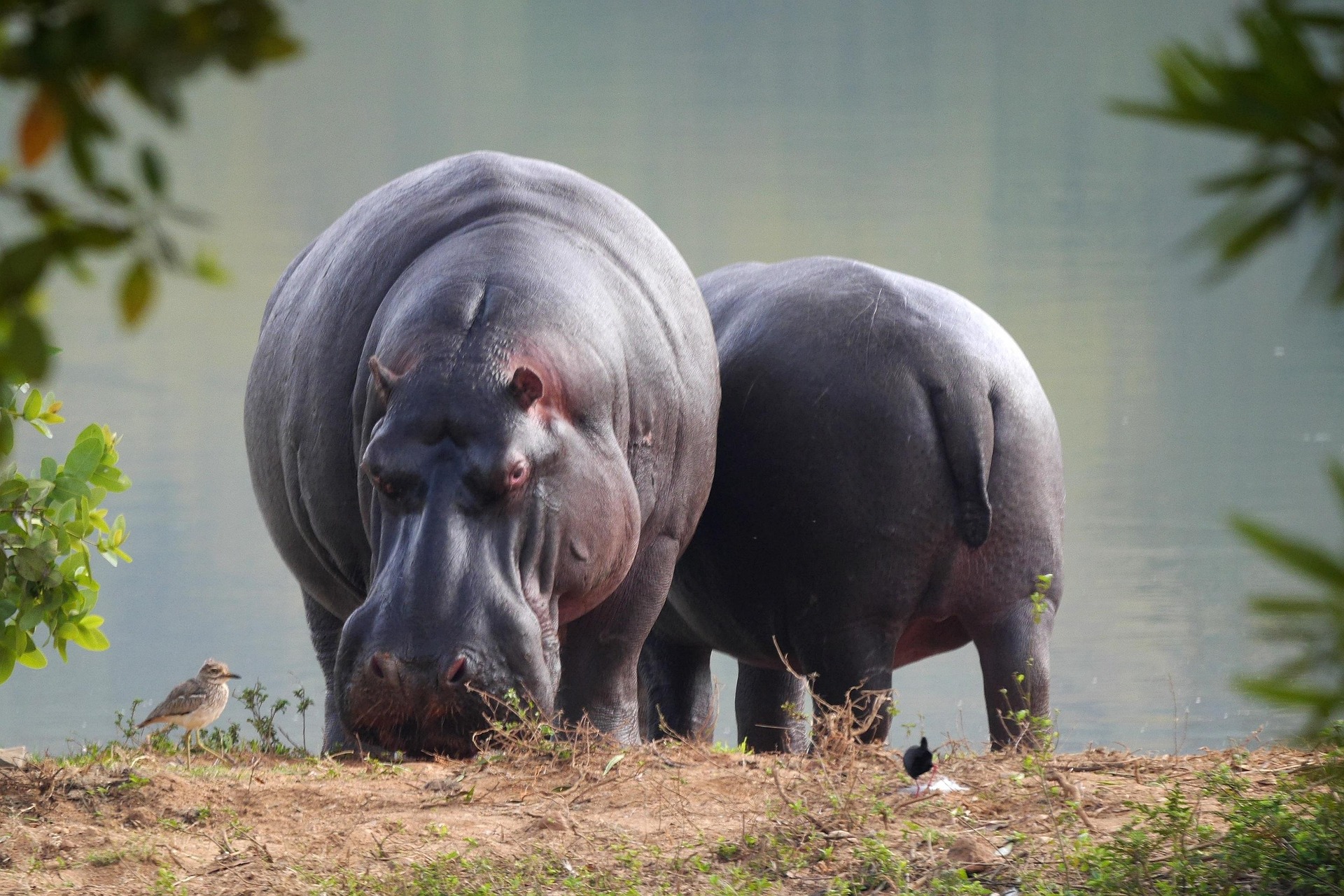 2 days safari near Moshi