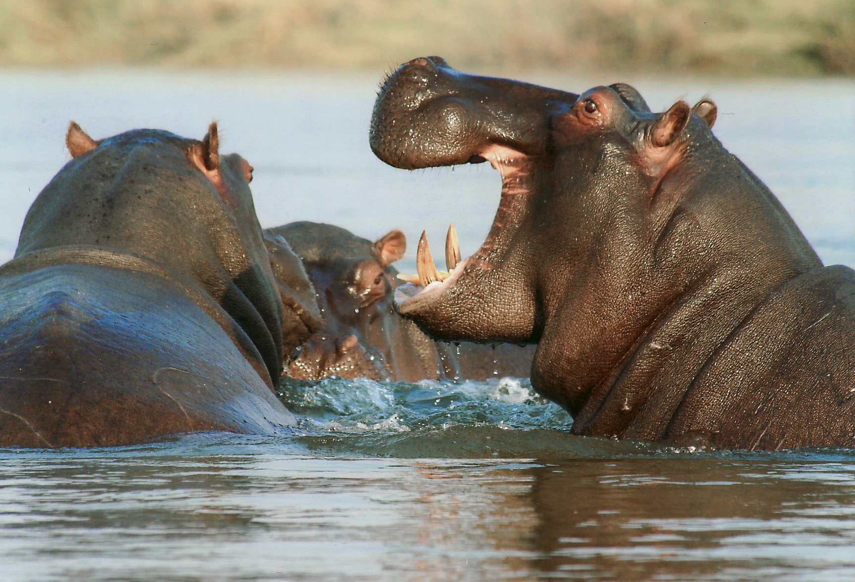 6 days Lake Manyara safari