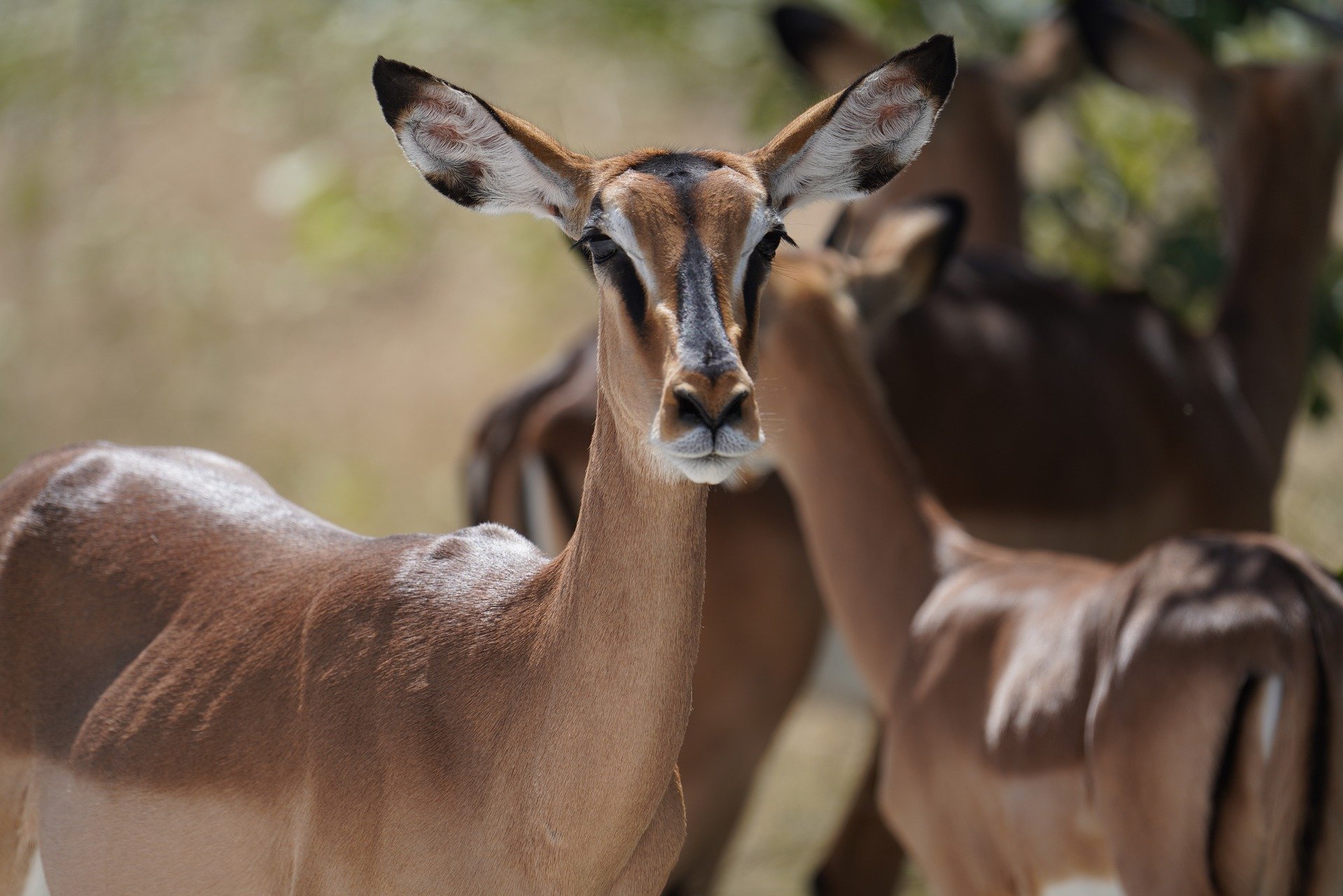 5 days safari holiday