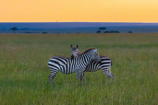 Tanzania safari day trip hotel pickup