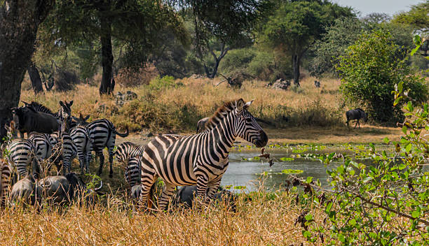Tanzania day safari
