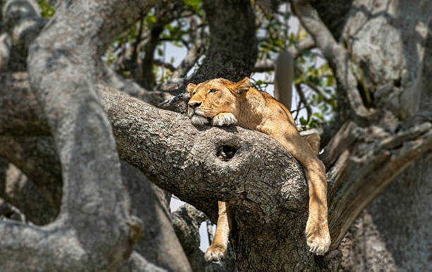 Tanzania wildlife day tour