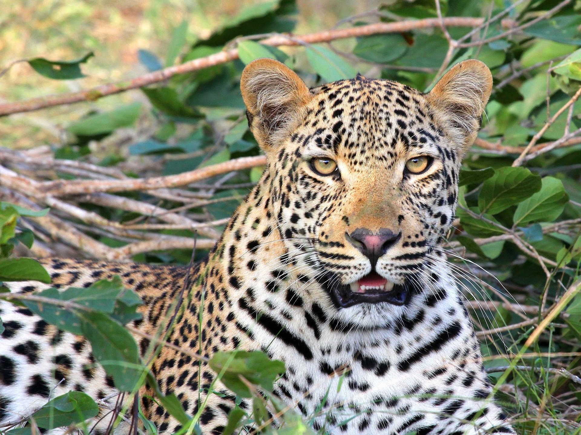 all-inclusive 5 days safari