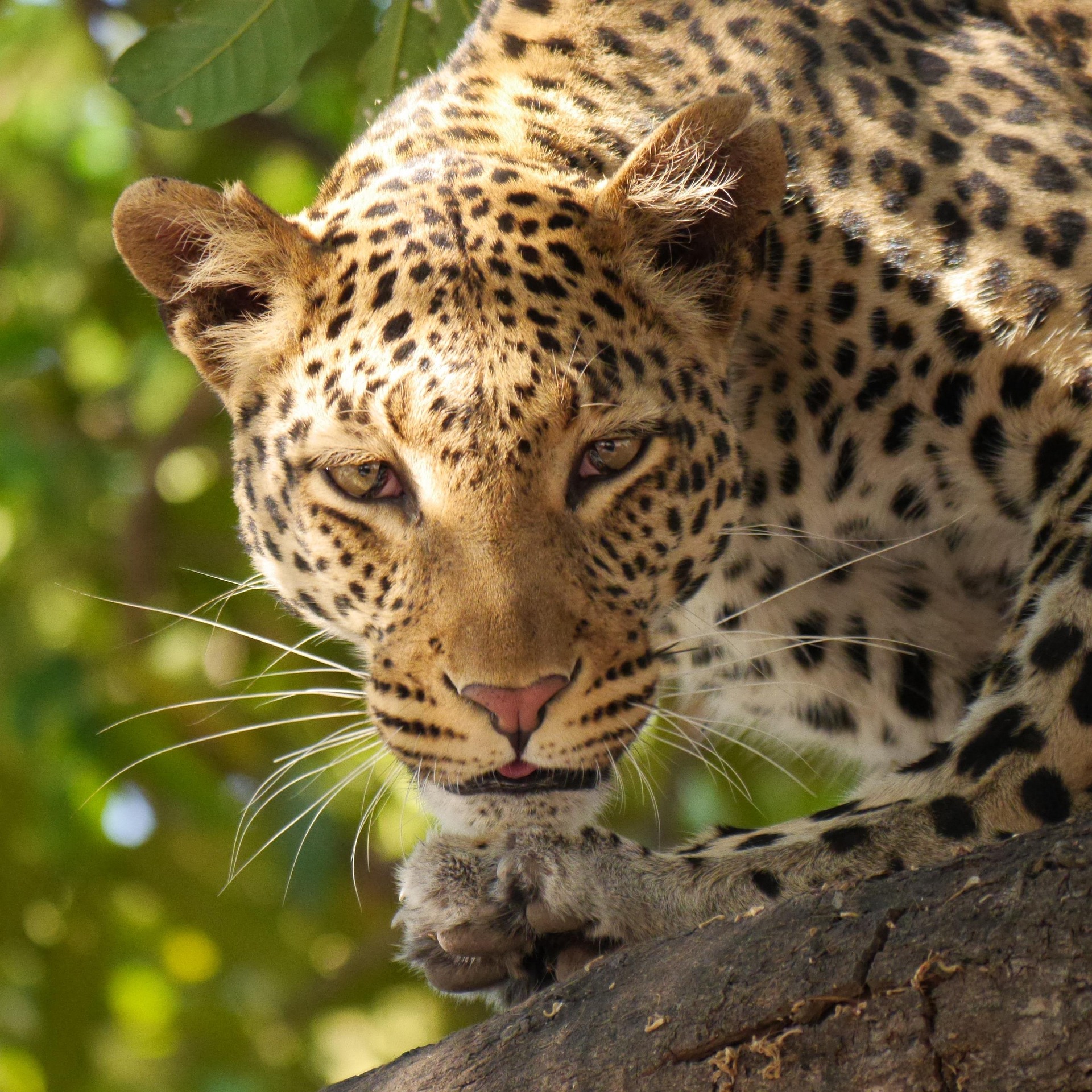 4 days safari Serengeti Big Five