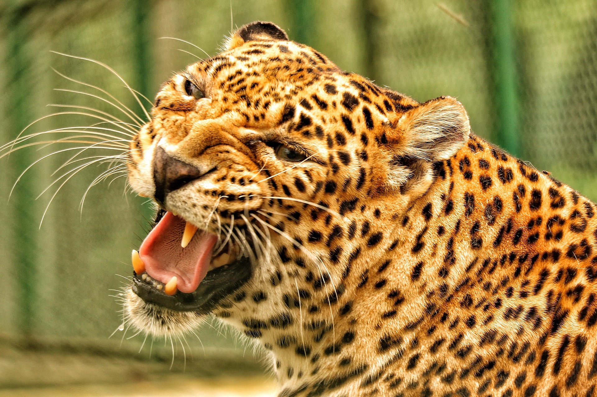 Tanzania wildlife safari 5 days