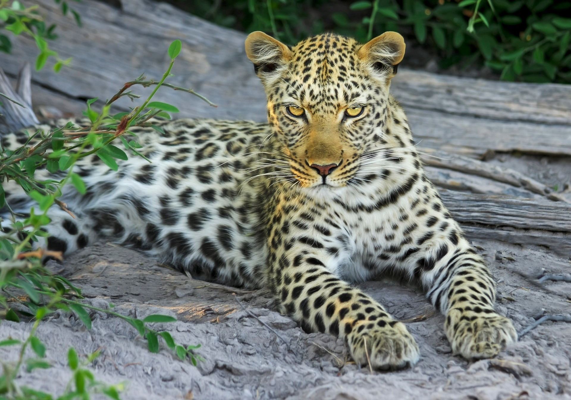 5 days Tanzania safari