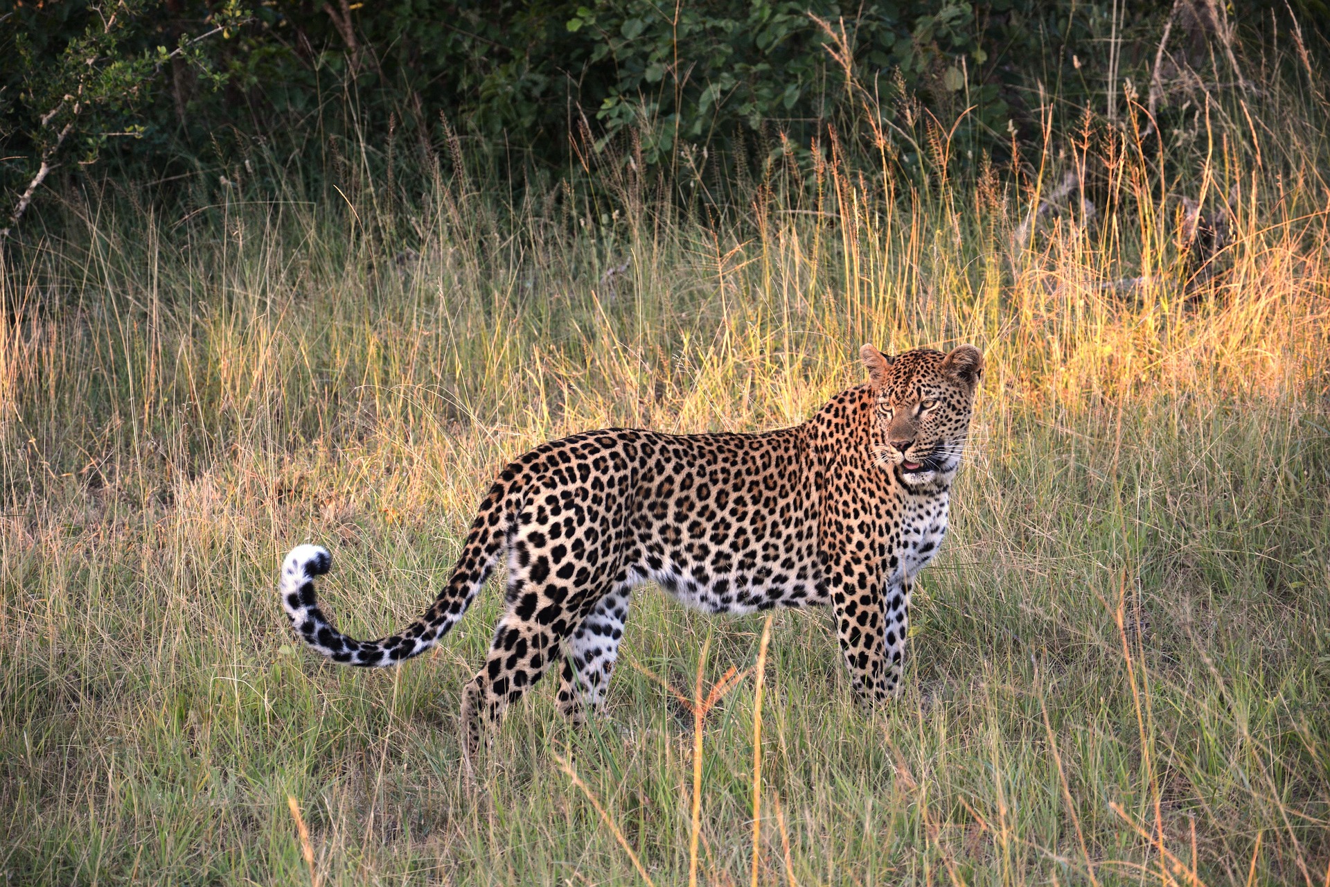 6 days Serengeti safari