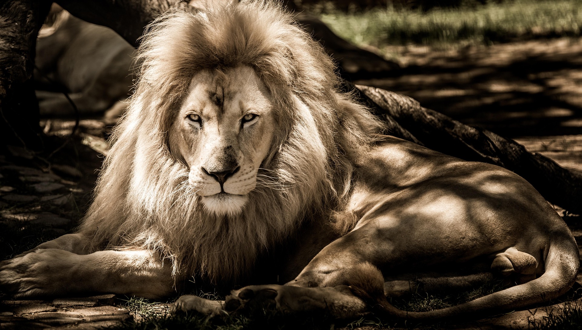 joining safari 5 days