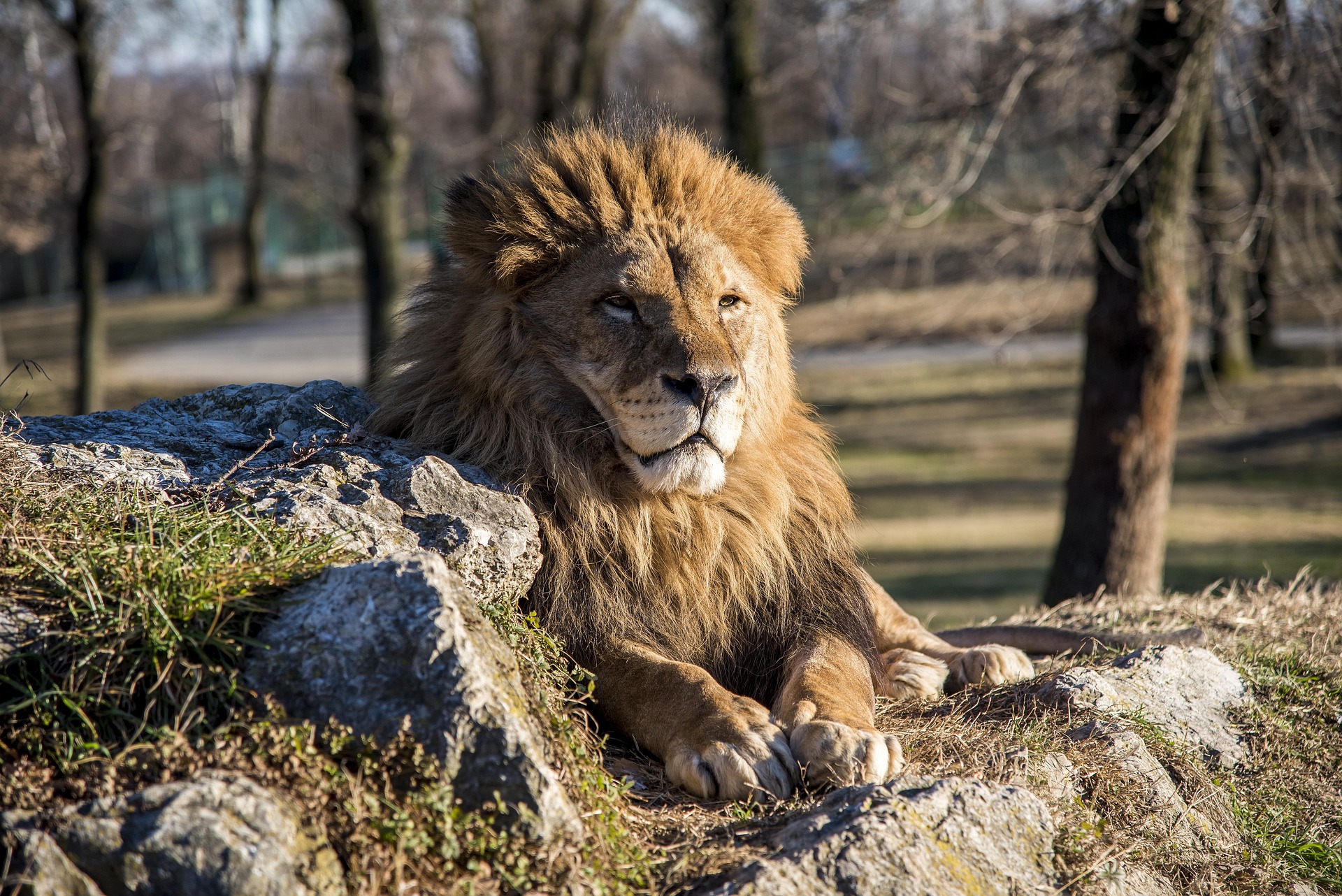 Tanzania safari package 5 days