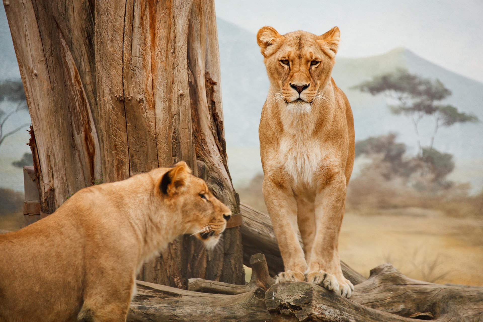 6 days wildlife safari