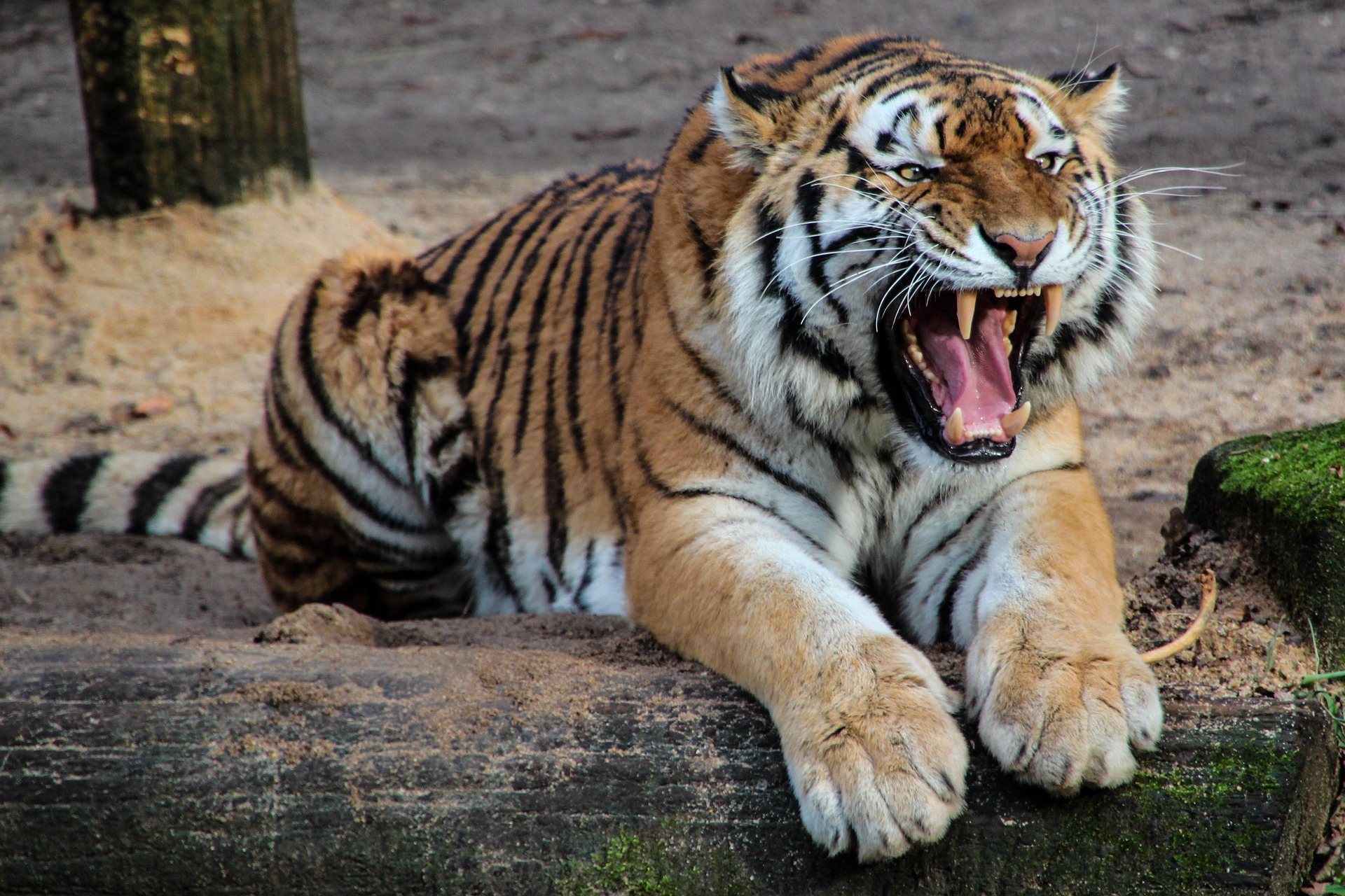 2 days safari for couples