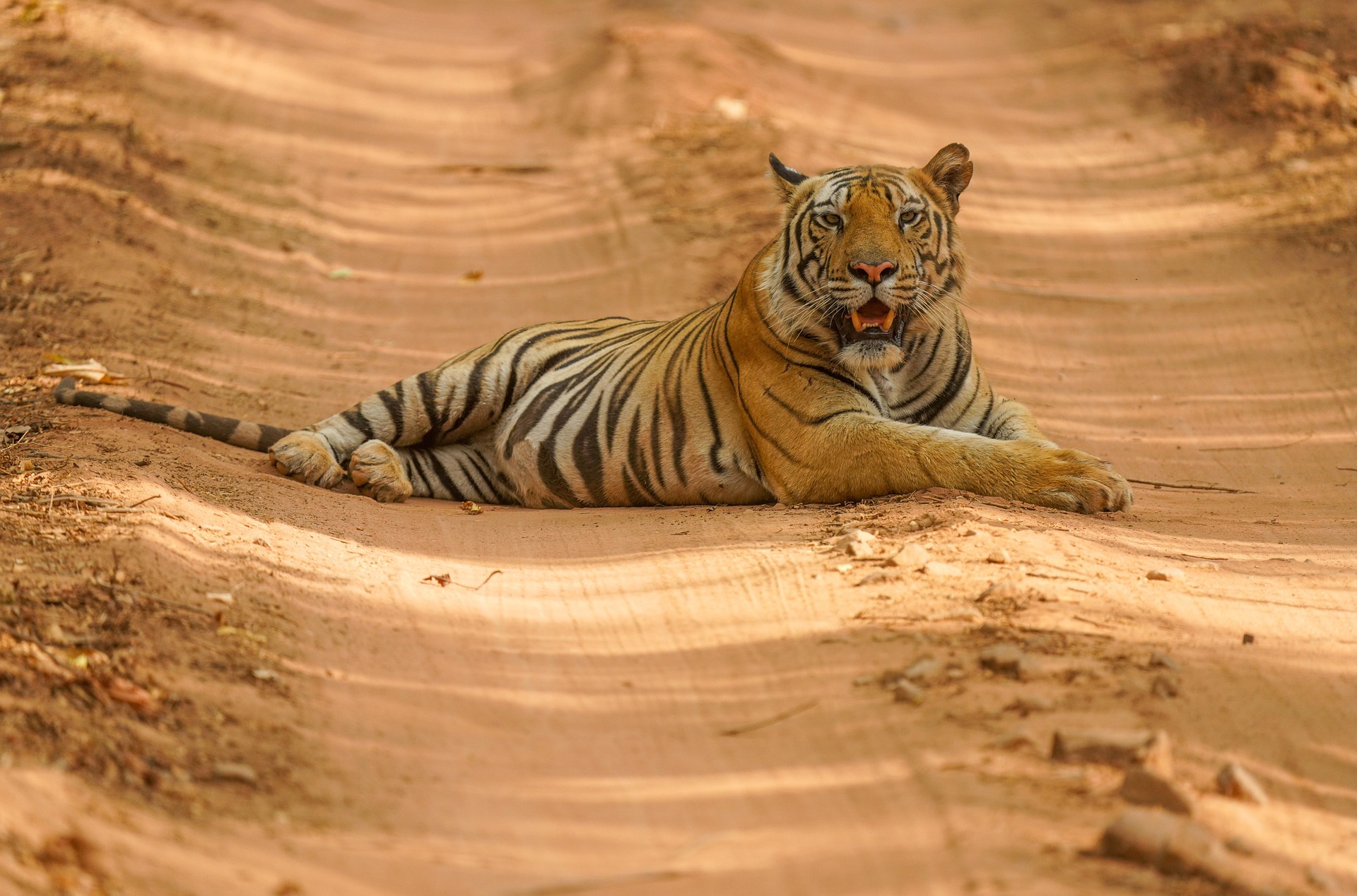 6 day safari tour