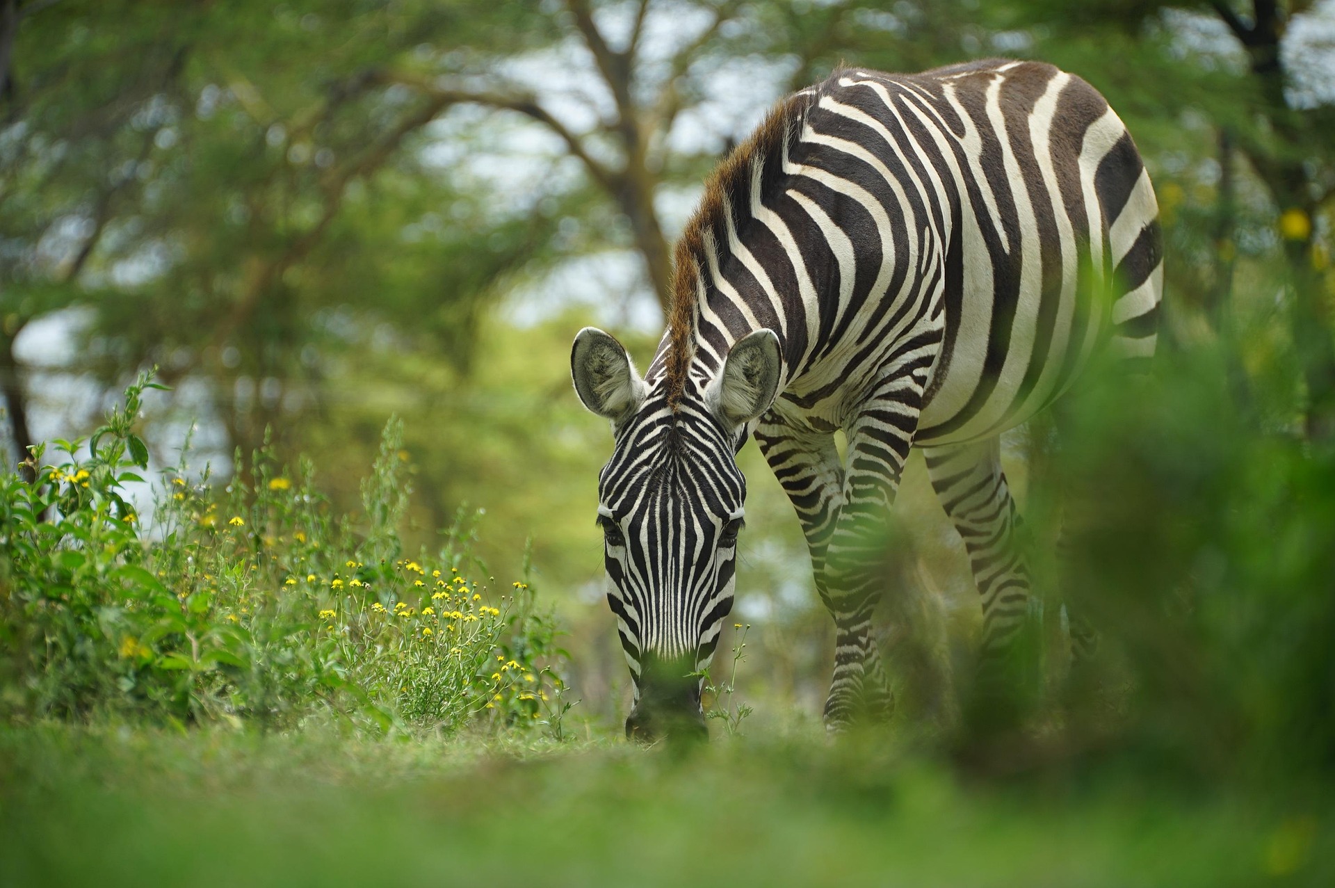 5 days safari price Tanzania