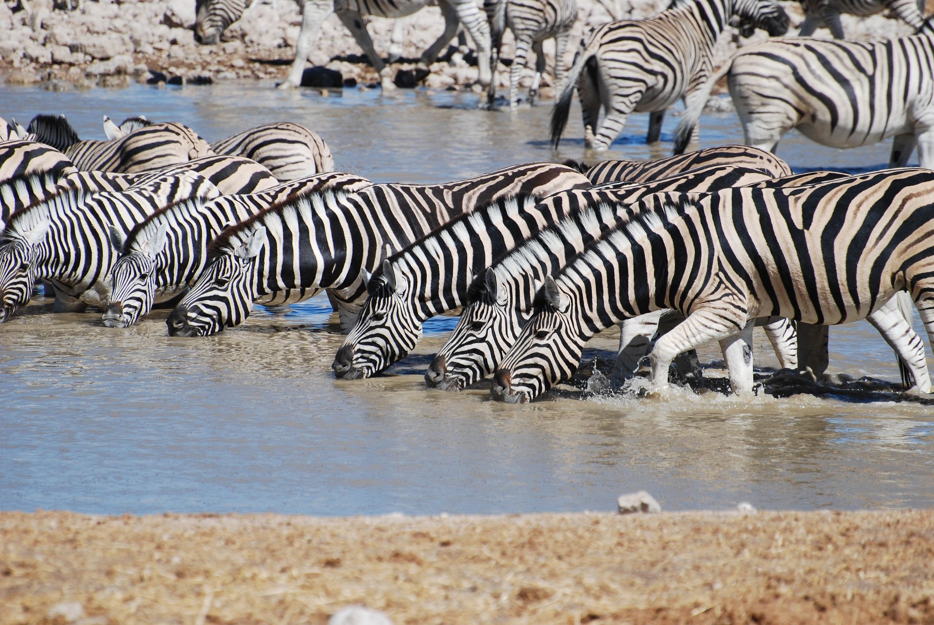 5 days safari cost