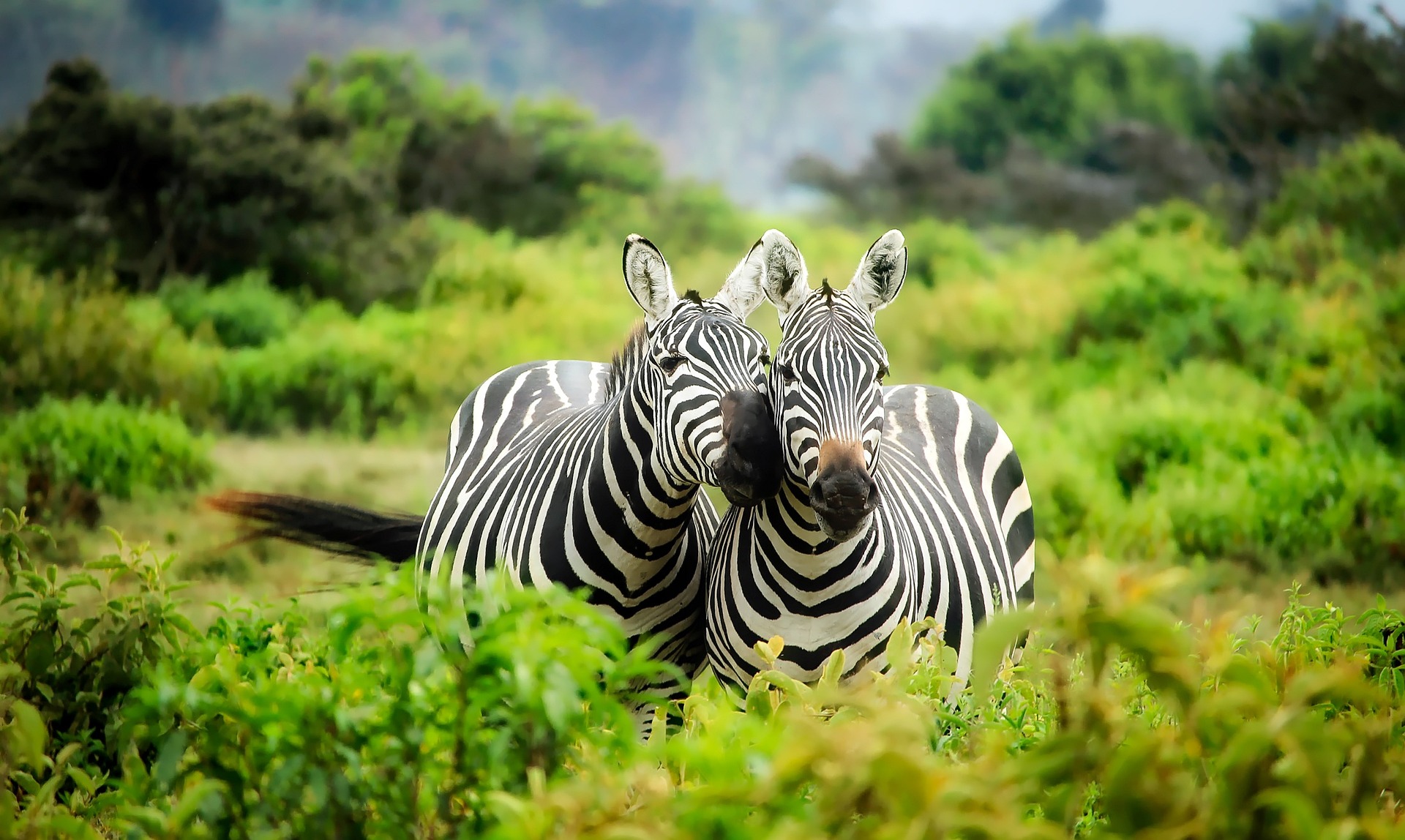 budget safari 5 days