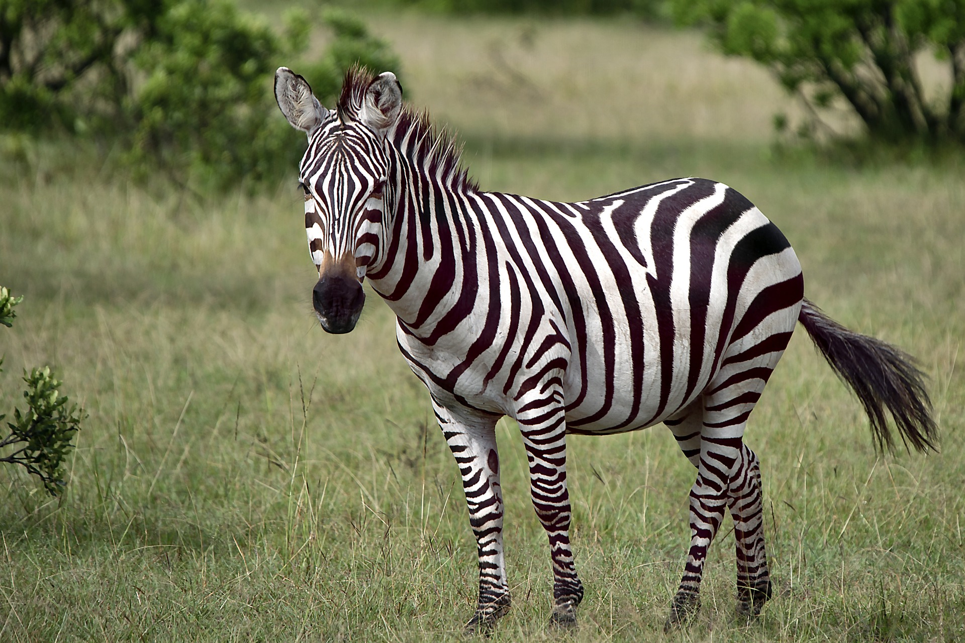 safari 6 days