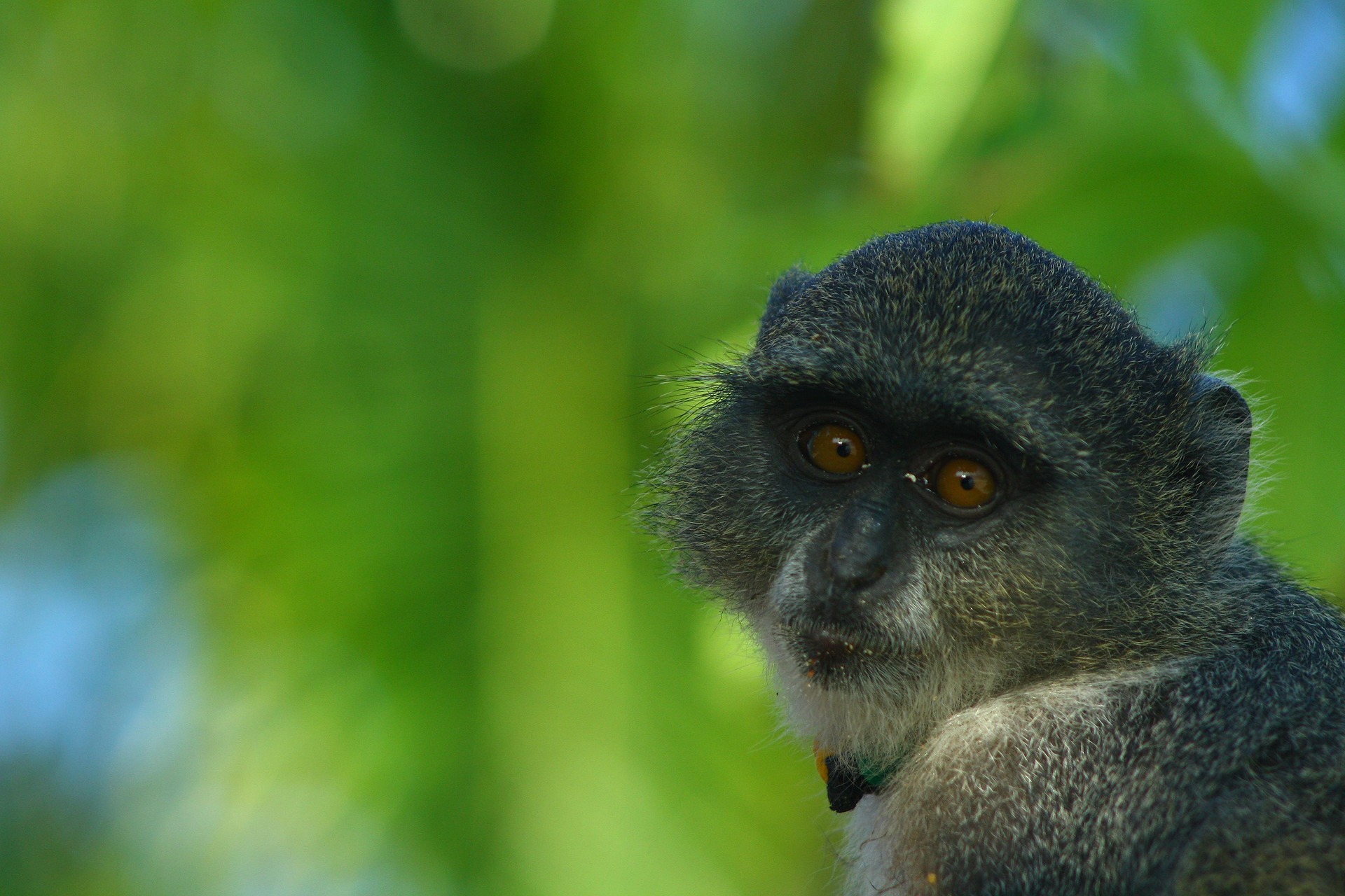 Big Five safari Tanzania 6 days